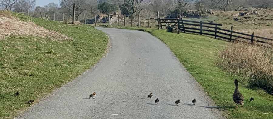 Hawkshead Village Website